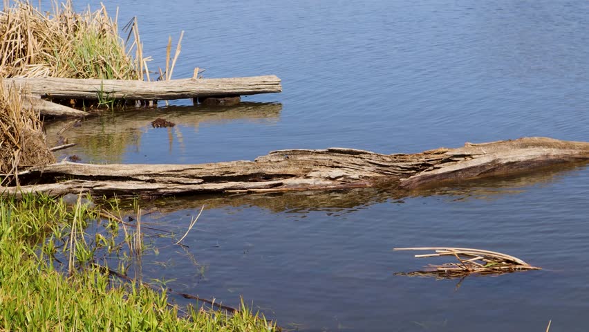 Weathered driftwood, wooden pier fragments drifting across serene blue waters