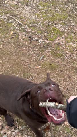 Playful chocolate labrador retriever takes the stick from the owner