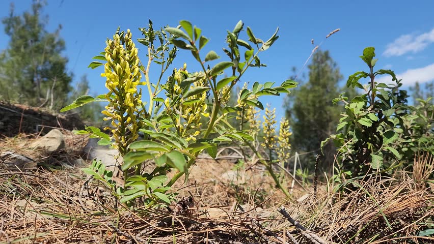Yellow licorice (Glycyrrhiza flavescens) is a perennial herb with distinctive pinnate leaves and yellowish flowers, found in Eastern Mediterranean region.