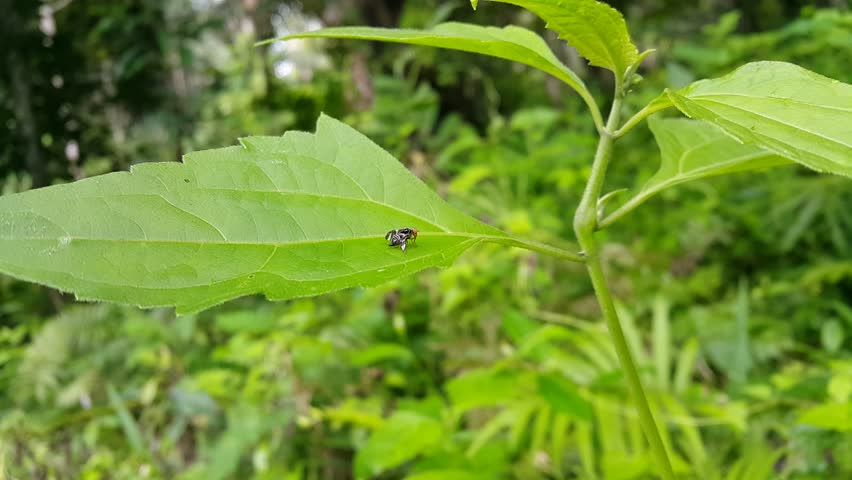 The apple maggot (Rhagoletis pomonella), also known as the railroad worm, is a species of fruit fly, and a pest of several types of fruit, especially apples. World Environment Day on June 5th.
