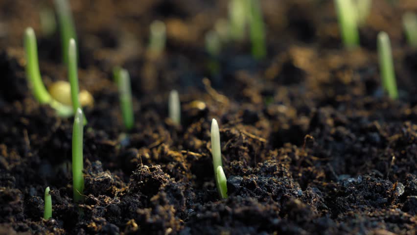 Macro timelapse of wheat germination showing a green sprout emerging from the soil. A close-up look at the early stage of plant life and natural growth.