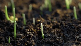 Macro timelapse of wheat germination showing a green sprout emerging from the soil. A close-up look at the early stage of plant life and natural growth. - Powered by Shutterstock - Get 15% off with code: PIKWIZARD15