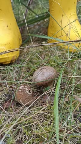 Person in yellow rubber boots steps on a puffball mushroom in the forest, releasing a cloud of spores into the air, capturing a dynamic moment of nature interaction and fungal reproduction