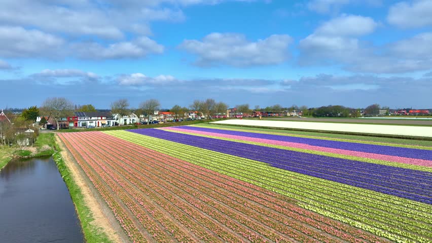 sunny spring fields in Holland, hyacinths in bloom in the Netherlands, drone view of Dutch flower field in the springtime, colourful flower field. High quality 4k footage