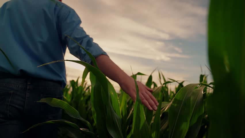 Farmer touching green corn leaves with his hand in sunny field examining growing crop. Farmer man walking through corn field at sunset, touching green corn leaves with his hands. Agricultural business