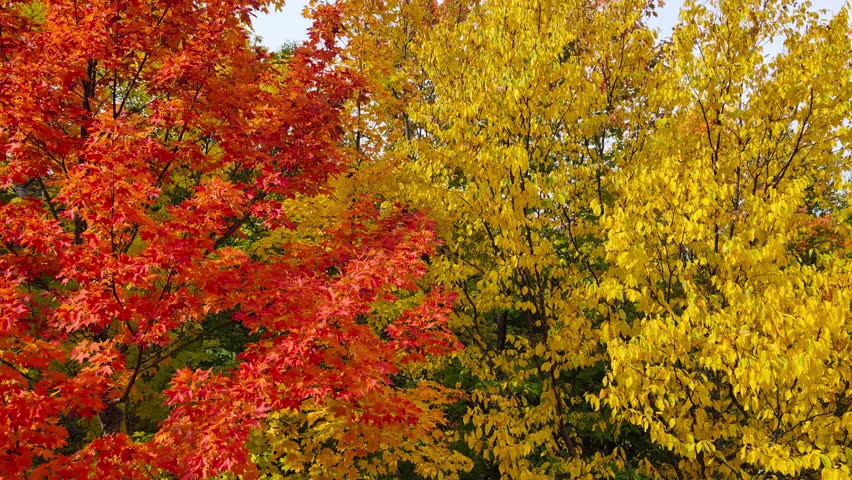 Beautiful yellow and red autumn forest scenery in Ontonagon County Michigan