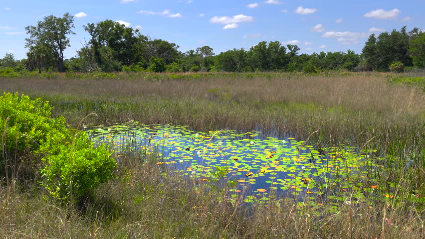 Sunny landscape of Florida wetland flora. Lily pads flowers on forest lake water in southern tropical swamp
