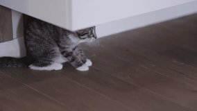 A playful little kitten peeking out from underneath a cabinet, beautifully showcasing its naturally curious nature - Powered by Shutterstock - Get 15% off with code: PIKWIZARD15
