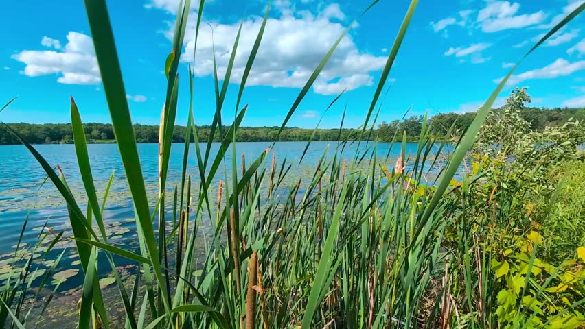 Cattails sway in the breeze along Pierce Lake at Rock Cut State Park of northern Illinois