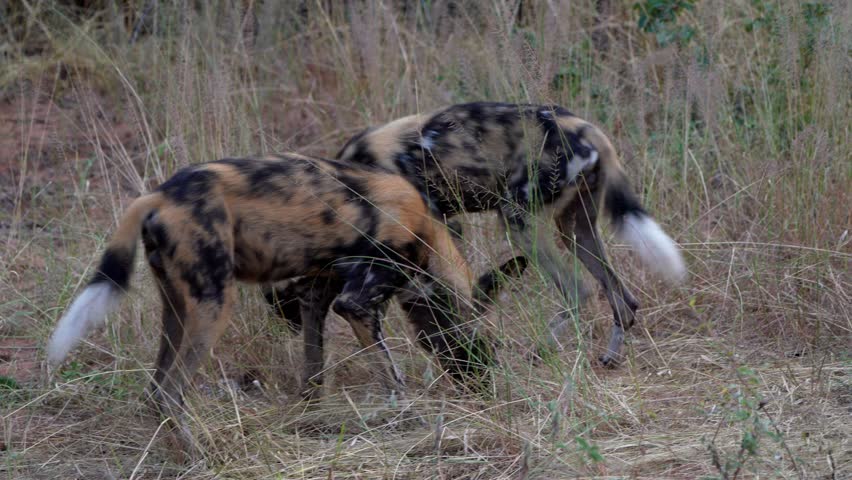 Two Lycaons on a road near Victoria Falls in Zimbabwe