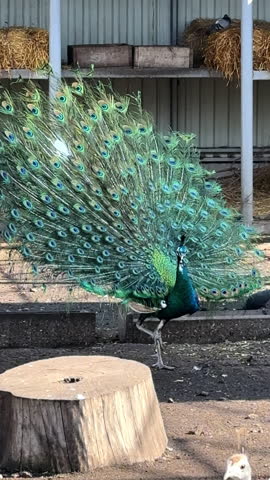 Peacock flaunting feathers in park. A vibrant peacock showcasing its stunning plumage in a zoo habitat, surrounded by natural elements and structures.