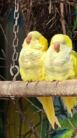 Bright yellow birds perched on a branch. Two vibrant yellow birds sit closely together on a wooden branch, enjoying the warm sunlight of a sunny day.