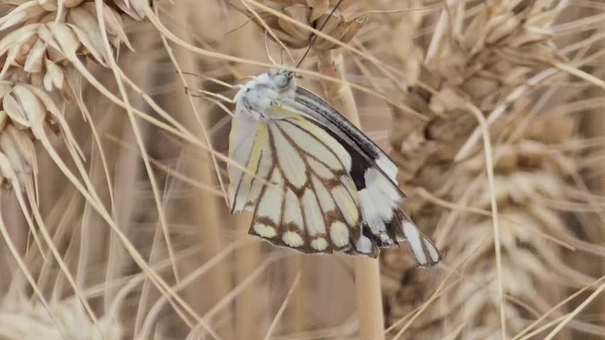 A Beautiful Cabbage Butterfly Sitting on the wheat crop spikes