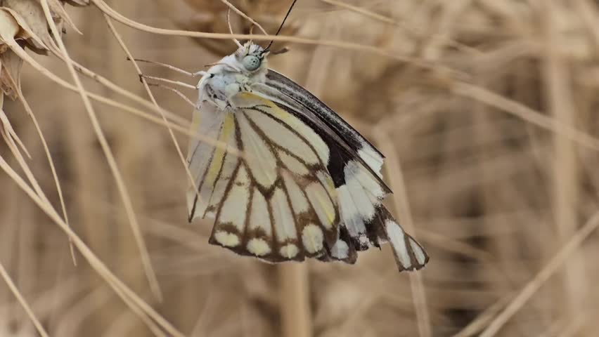 A Beautiful Cabbage Butterfly Sitting on the wheat crop spikes