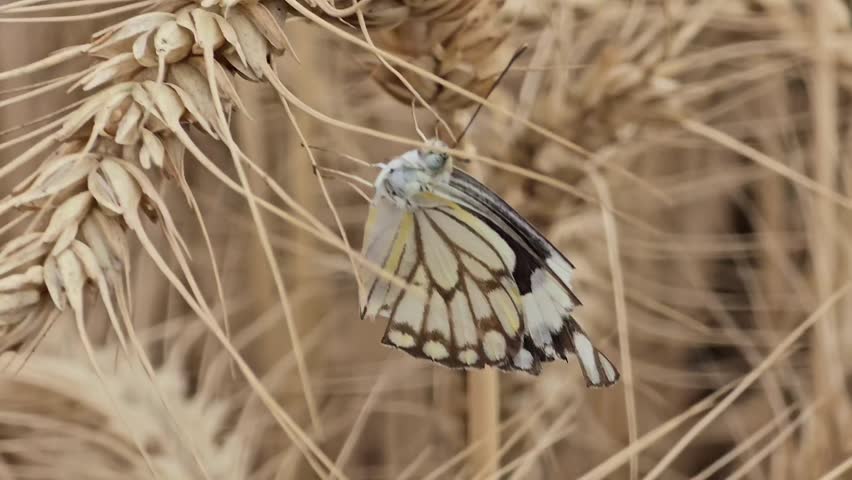 A Beautiful Cabbage Butterfly Sitting on the wheat crop spikes