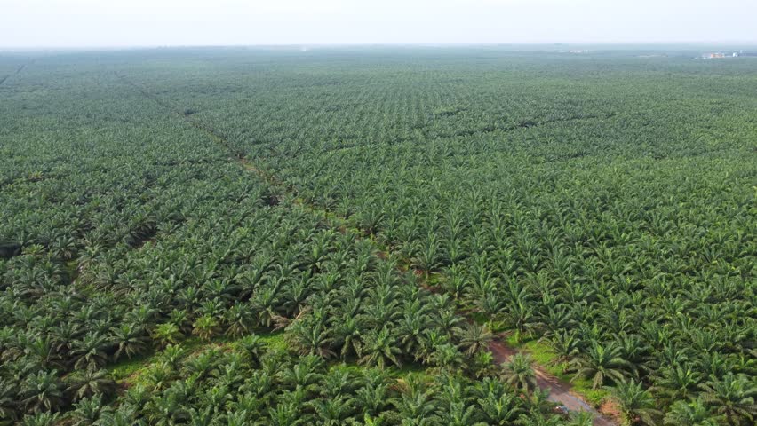 A large oil palm plantation owned by a palm oil company and a palm oil processing factory is visible
