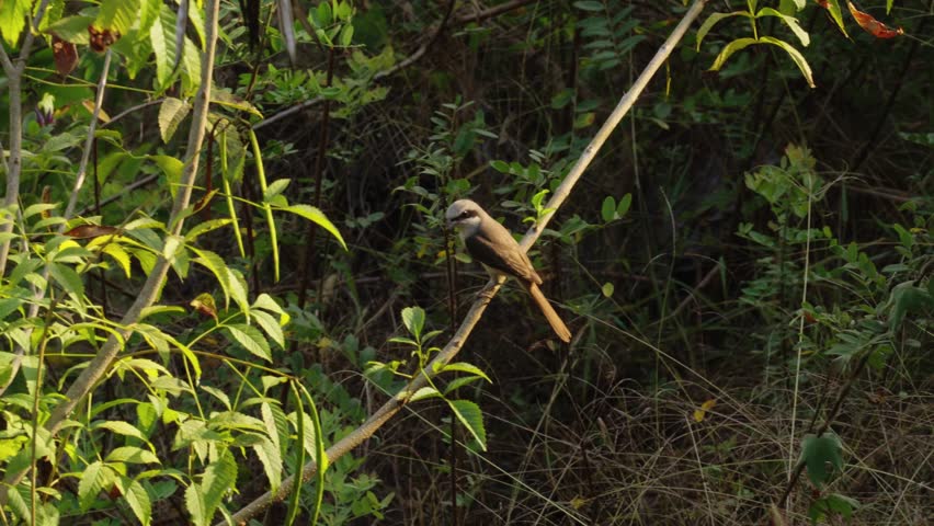 Brown shrike perches on a branch.