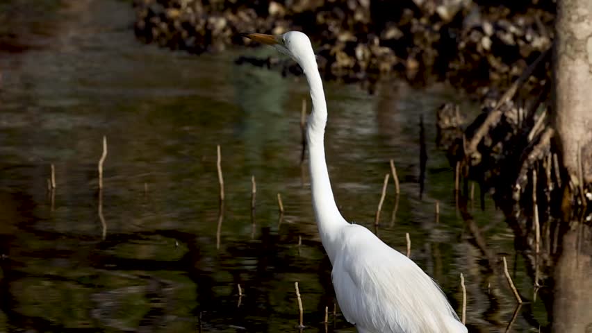 A great egret elegantly takes flight from a marsh, leaving ripples in the water.