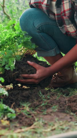 Plant, soil and farming with hands of person and ground for growth, sustainability and agriculture. Quality assurance, organic crops and countryside with closeup of farmer in nature for herbs