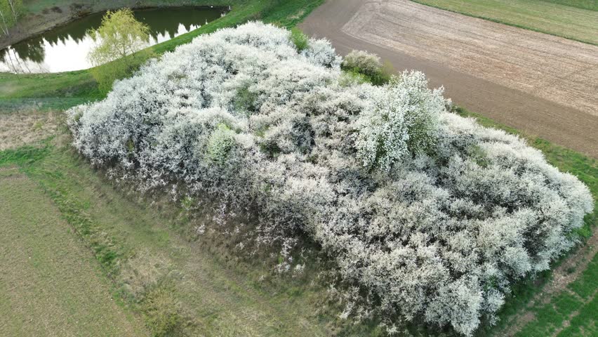 Spring blossom grove beside farmland field