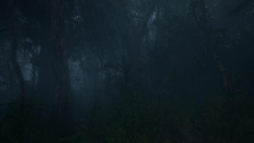 Rain Fell In Dense Forest
