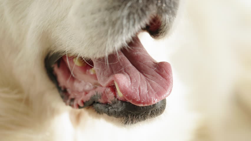 Close up view of muzzle of Labrador dog. Dog Mouth Tongue Close-up Portrait: A close-up shot of a dog's mouth with its tongue sticking out. Tired Thirsty Golden Retriever Dog Breathing with Open Mouth