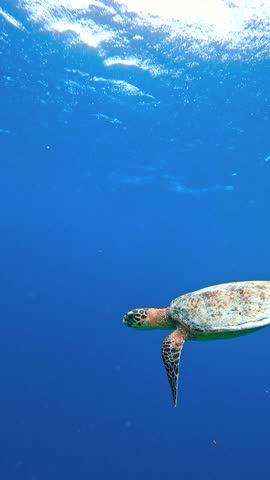 A sea turtle swims gracefully underwater in the Maldives, amid colorful coral reefs and diverse marine life.