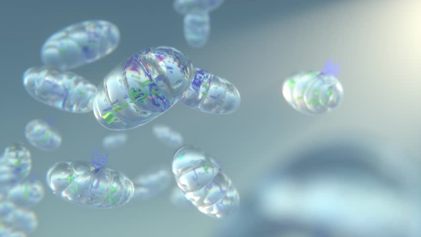 Mitochondria, a membrane-enclosed cellular organelles producing energy | Mitochondrial fusion Video in HQ