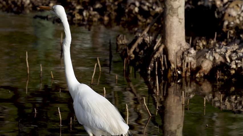 A great egret elegantly takes flight from a mangrove swamp, showcasing its wings and reflection in the water.