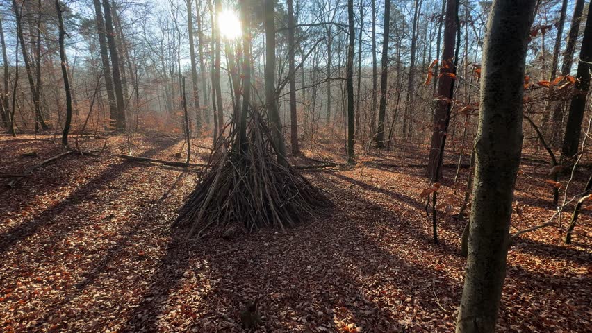A handmade wooden teepee made of stacked branches stands in a sunlit autumn forest. Bare trees cast long shadows over a carpet of fallen leaves in this serene woodland setting. Wooden Shelter.