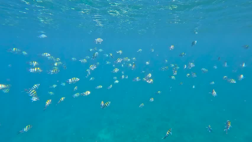 Fish shoals of colourful Sergeant major damselfish drifting in underwater currents of Indian Ocean, Amed, Bali Indonesia