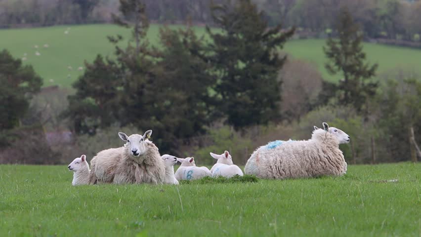 A flock of Ewes and Lambs lying down in field. Spring. Powys. Wales. UK