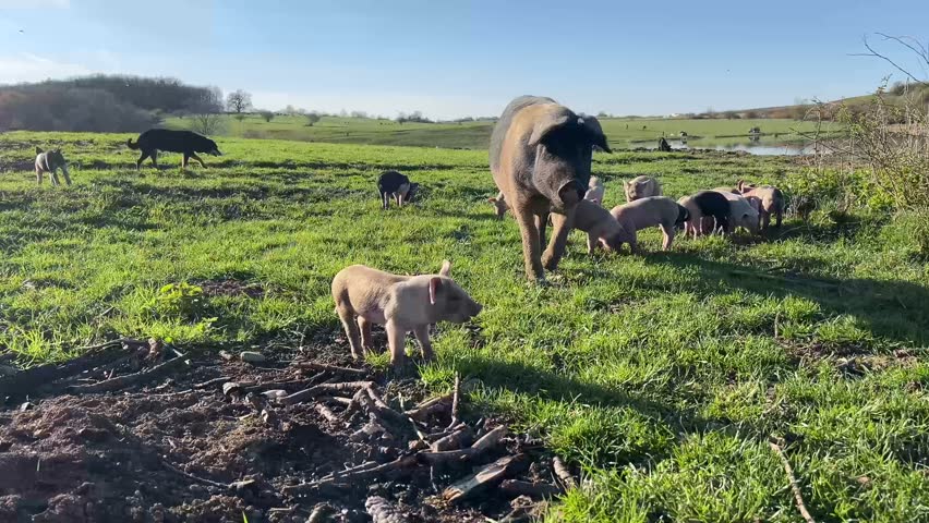 A sow interacting with her baby pig surrounded by other piglets on a green field at golden hour.