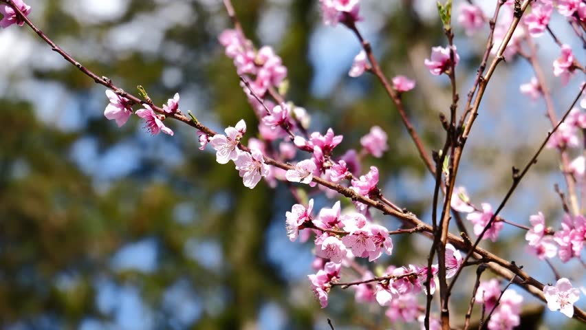 Beautifual Pink Peach Blossoms in a Gerden