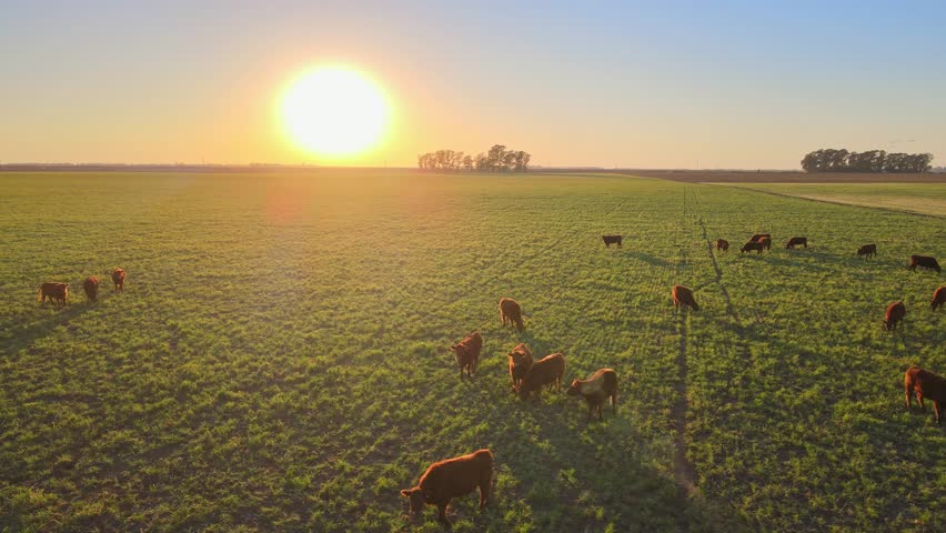 Herd Of Cow In Pampas Countryside, La Pampa Province, Patagonia, Argentina. Aerial Drone Shot