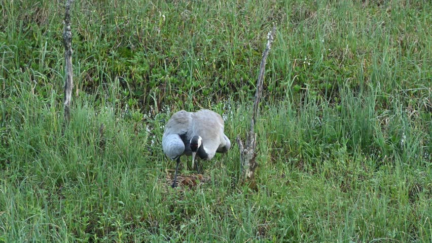 Adult common crane stands protectively in deep green grass with newborn chick below. Slow motion capture in early morning light