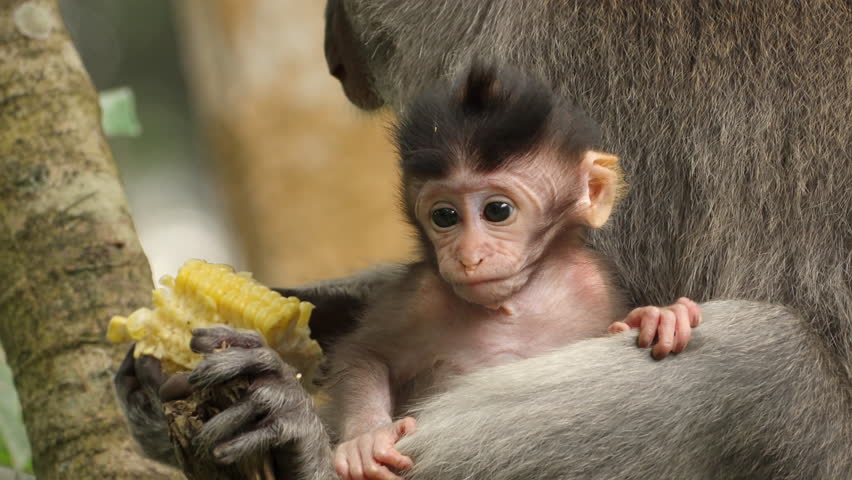 baby with mother in the monkey forest of ubud, bali, child, juvenile, infant, crab-eating or long-tailed macaque, southeast asia, cute animal babies face