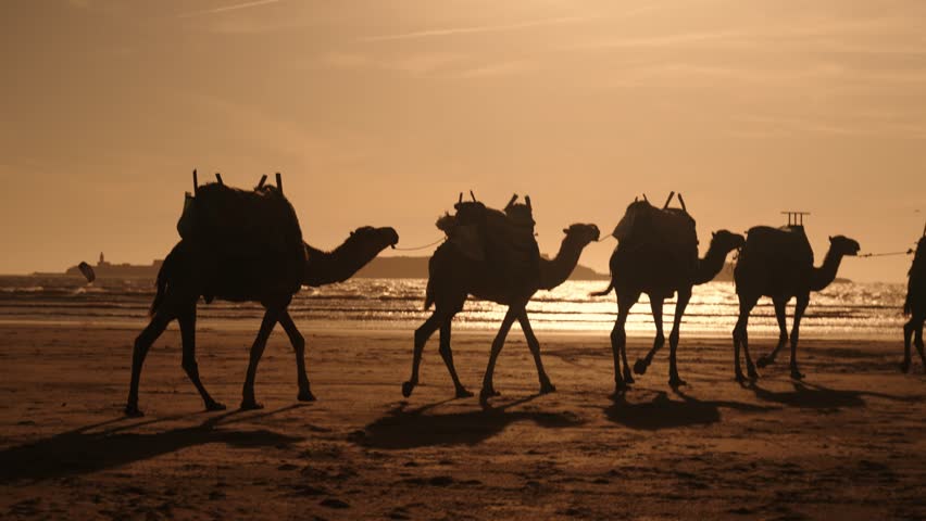 Silhouetted camels walking along the beach at sunset in Essaouira, Morocco – tranquil desert coastline