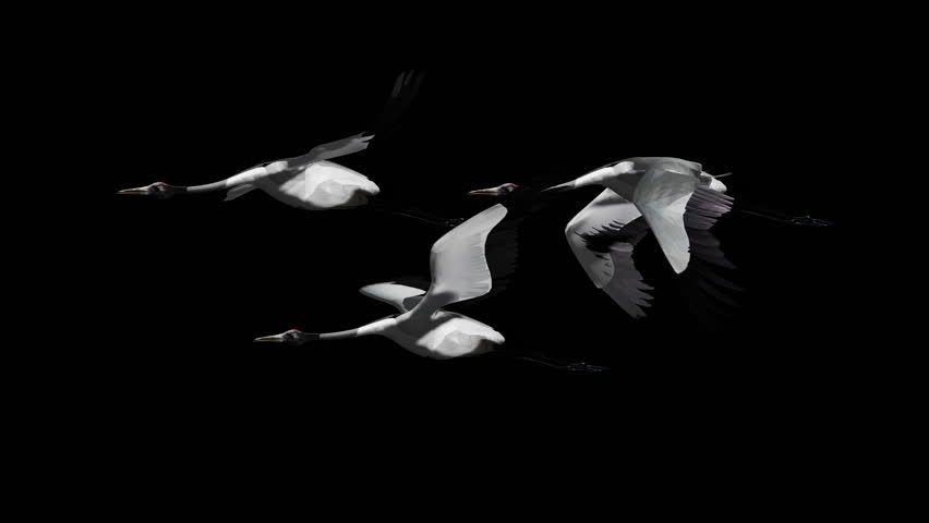 Crane Bird with Luma matte