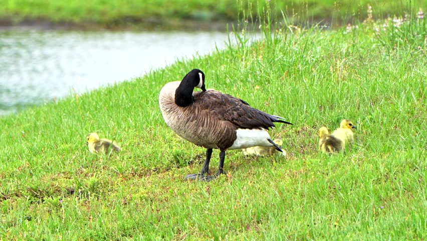 Goose and goslings in the grass.