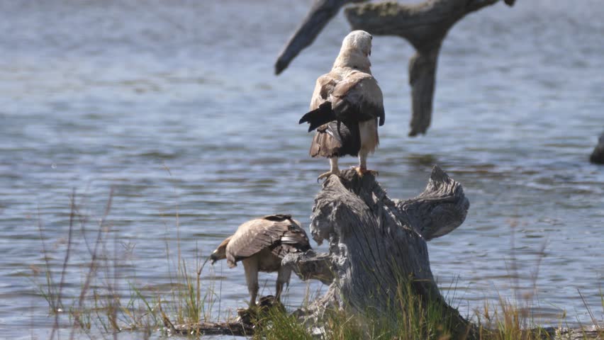 Two Tawny eagles on a tree branch eating a prey in Etosha National Park Namibia