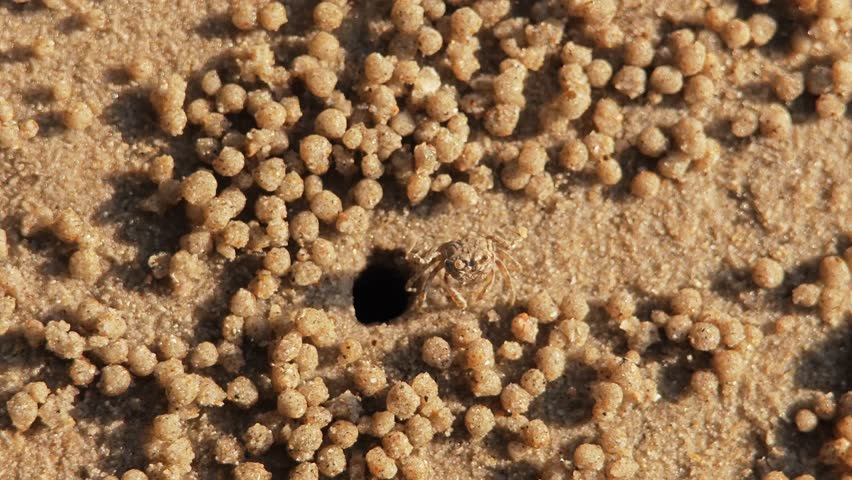 Crab digging sand to make a hole on the beach.