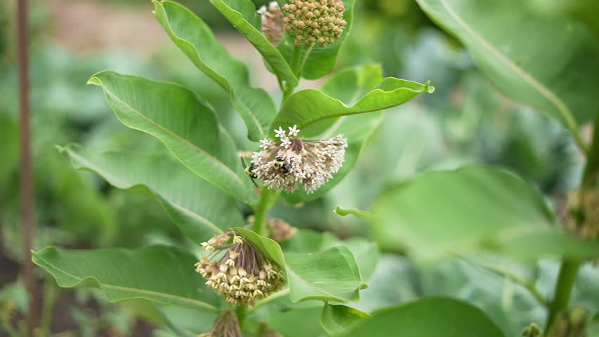Slow motion (240 fps) macro of two bumble bees interacting on vibrant milkweed flowers in a sunlit garden. Blurred bokeh background, intricate floral details, and natural lighting enhance the scene.