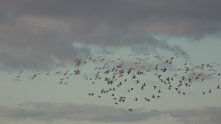 Large flock of birds flying in the winter sky on migration from the North.  Pink foot geese in formation blue clear sky large numbers UK 4K