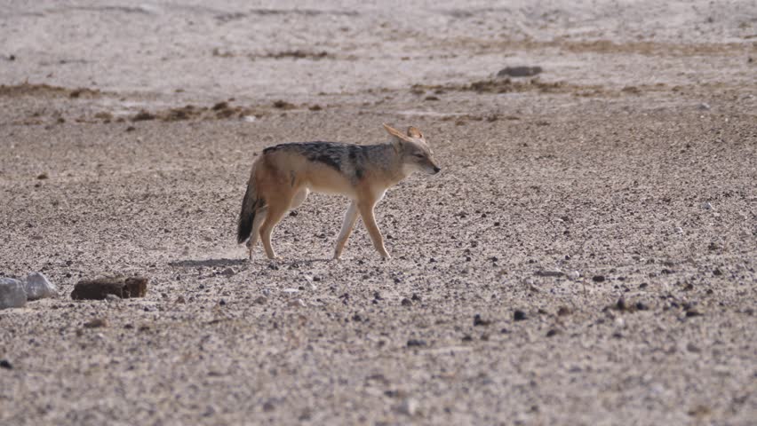 Red fox on a dry savanna at Etosha National Park Namibia