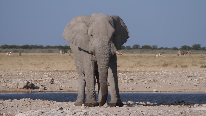 Bull elephant on a dry savanna at Etosha National Park Namibia