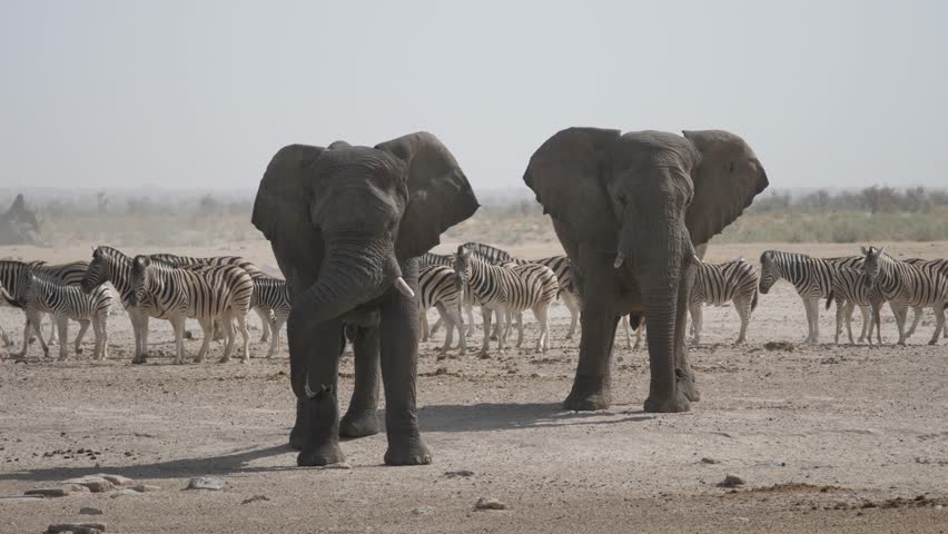 Two elephants on a dry savanna with a herd of zebras in the background at Etosha National Park Namibia