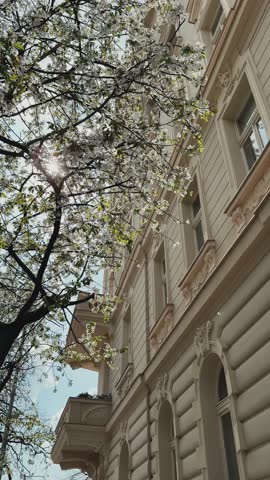 Bright spring day showcases blooming trees next to elegant architecture in a lively urban setting