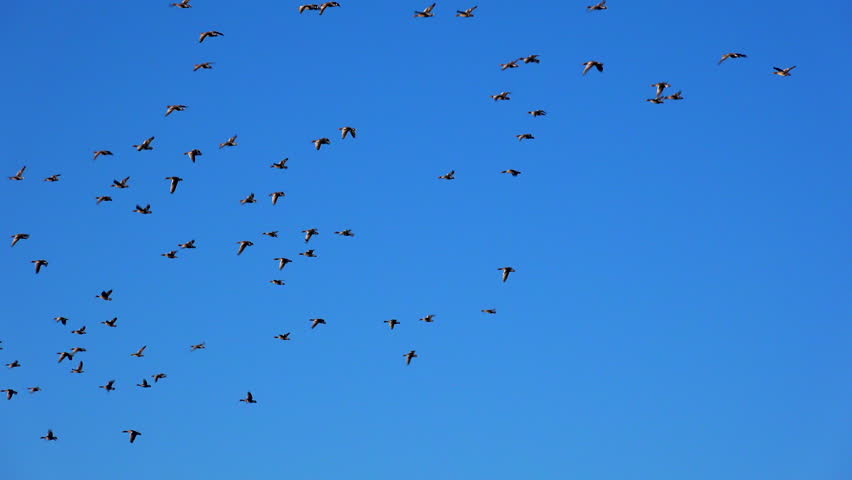 Birds flying in large numbers on migration in winter sky of England. Geese pink foot in amazing numbers in nature and wild places UK 4K