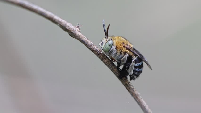 Blue-banded Bee, Amegilla, Perching and Wiggling Abdomens